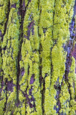 Pürüzsüz eski moss ile kabuk arka plan ağaç. Ağaç kabuğu doku yaratıcı tasarımları için.