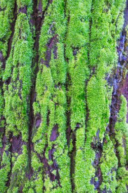 Pürüzsüz eski ağaç kabuğu arka plan. Ağaç kabuğu doku yaratıcı tasarımları için.