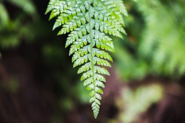 Yaprak yeşil arka plan veya doku, doğal yaprak doğa yeşil arka plan