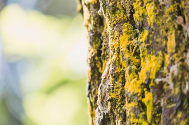 Pürüzsüz eski meşe ağaç kabuğu ile arka plan kopya alanı. Ağaç kabuğu doku yaratıcı tasarımları için.