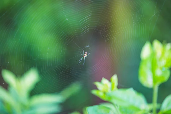 ヒマラヤの庭で Web 上のカラフルなクモ Web の背景にヒマラヤ — ストック写真