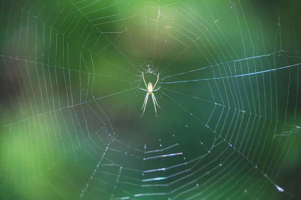 喜马拉雅花园的蜘蛛网上有五颜六色的蜘蛛 网络背景下的喜马拉雅蜘蛛 — 图库照片