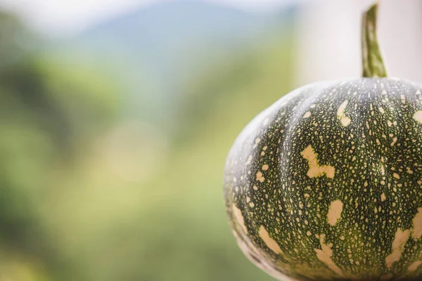 Primer Plano Una Calabaza Verde Himalaya Sobre Fondo Verde Naturaleza — Foto de Stock