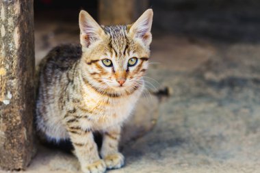 Kameraya bakarak akıllı Himalaya bebek kedi