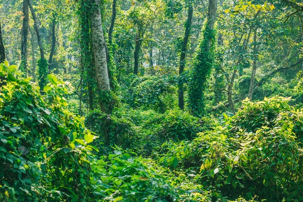 Selva Densa Bosque Denso Subtropical Nepal Patrón Fondo Bosque Lluvioso —  Fotos de Stock