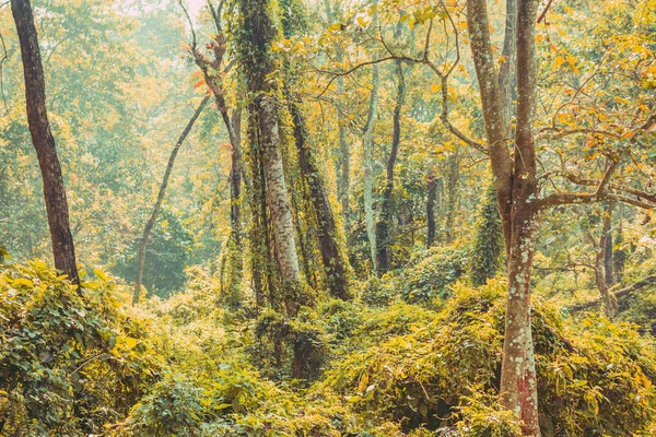 Dense Jungle,Subtropical dense forest of Nepal.Tropical Rain forest pattern or background.