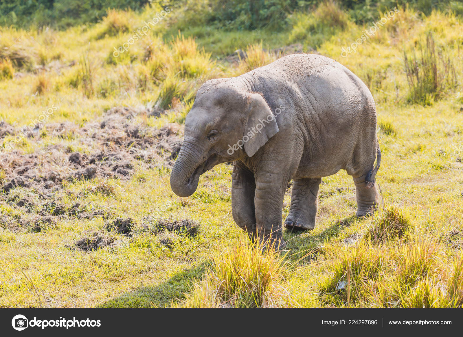Bebe Elephant Parc National Chitwan Sauraha Nepal Image Libre De Droit Par Idealnabraj C Bebe Elephant Parc National Chitwan Sauraha Nepal Image Libre De Droit Par Idealnabraj C