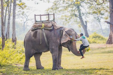 Chitwan, Nepal - Ekim 23,2018: fil Keeper - fil ile büyük bir elehpant Chitwan Milli Parkı, Nepal.