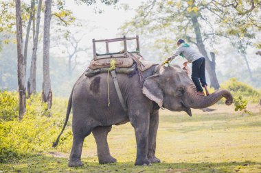 Chitwan, Nepal - Ekim 23,2018: fil Keeper - fil ile büyük bir elehpant Chitwan Milli Parkı, Nepal.