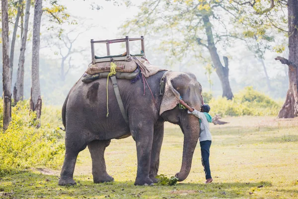 Chitwan Népal Oct 2018 Gardien Éléphant Mahout Avec Gros Éléhpant — Photo