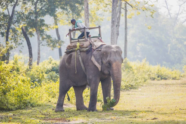 Chitwan Népal Oct 2018 Gardien Éléphant Mahout Avec Gros Éléhpant — Photo