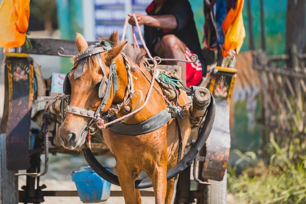 Chariot Cheval Chitwan Sauraha Népal Chariot Est Véhicule Célèbre Pour — Photo