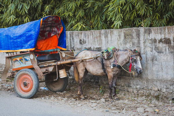 Horse Cart at Chitwan Sauraha,Nepal.The cart is a famous vehicle for Tourists.