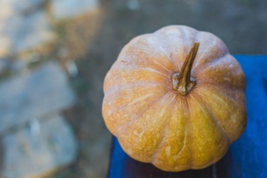 Sonbahar kabak, sonbaharda hasat, yaratıcı kullanım için sarı kabak.