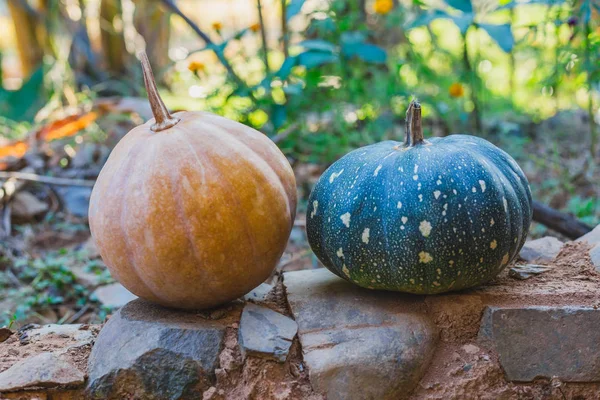 Countryside Organic Yellow Green Pumpkins Together Creative Use — Stock Photo, Image