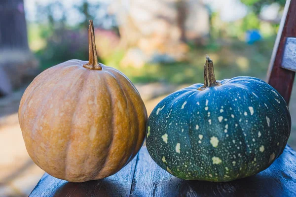 Landsbygdens Ekologiska Gula Och Gröna Pumpor Tillsammans För Kreativ Användning — Stockfoto