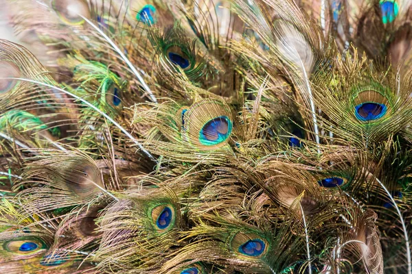 Συλλογή Peacock Feathers Φόντο Φτερών — Φωτογραφία Αρχείου