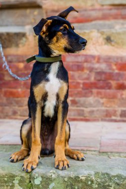 Şirin akıllı köpek dışarıda bekliyor.