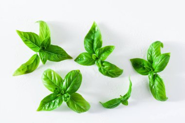 taze fesleğen yaprakları üzerinde beyaz izole. kopya alanı
