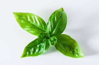 taze fesleğen yaprakları üzerinde beyaz izole kapatın. kopya alanı