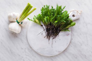 bir avuç taze roka kökleri ve mermer bir tabloda Sebze bahçesinden toprak ve Genç sarımsak ile. ev hasat. ekoloji ve gıda