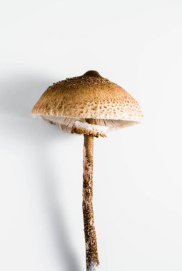 şemsiye mantar beyaz arka plan üzerinde. (Macrolepiota procera veya Lepiota procera)