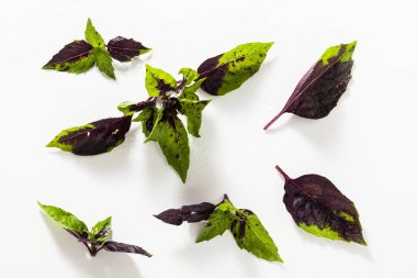 beyaz bir arka plan üzerinde renkli yeşil ve mor fesleğen yaprakları. 