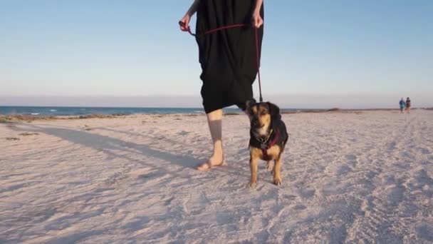 Menina com seu cão andando ao longo da praia perto do mar em câmera lenta . — Vídeo de Stock