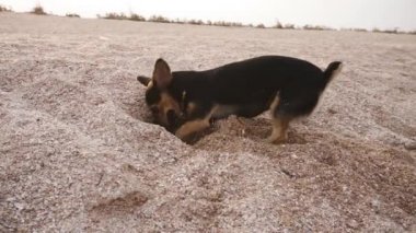 Sahilde kumda bir delik kazan köpek. Yavaş çekim.