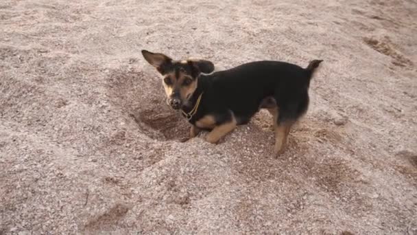 Kutya ásás egy lyuk a homokban a tengerparton. Lassított mozgás. — Stock videók
