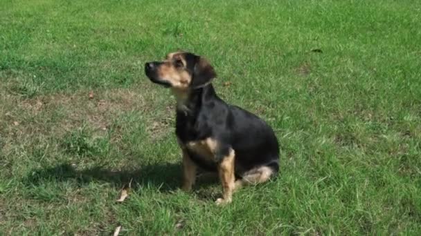 Un perro pequeño ejecuta una orden. Entrenamiento de perros en el parque . — Vídeos de Stock