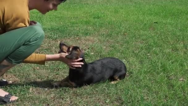 Mano femenina acariciando a su perro. Mujer acariciar pequeño perro . — Vídeos de Stock