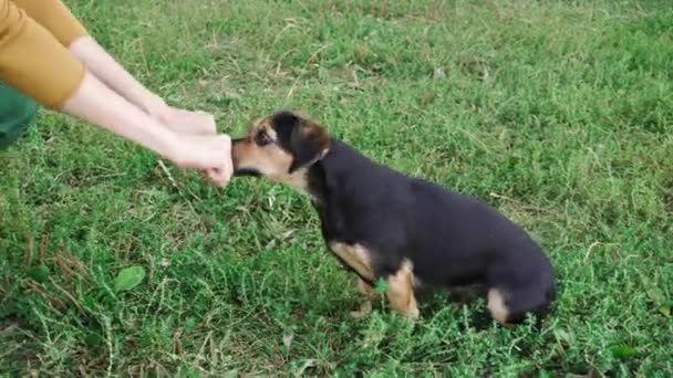 Parkta köpek eğitimi. Köpek, yiyeceğin nerede olduğunu tahmin ediyor.. — Stok video