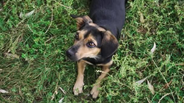 Χαριτωμένο σκυλί που βρίσκεται σε ένα πράσινο γρασίδι σε ένα πάρκο — Αρχείο Βίντεο
