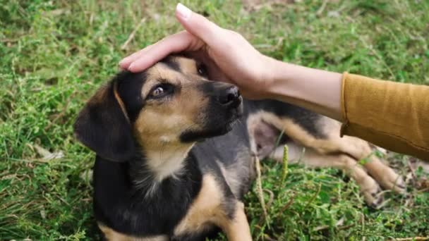 Weibliche Hand streichelt ihren Hund. Frau streichelt kleinen Hund aus nächster Nähe. — Stockvideo