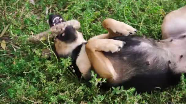 Chien jouant avec un jouet dans le parc. — Video