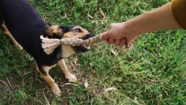 Jugando con un perro en el parque . — Vídeos de Stock