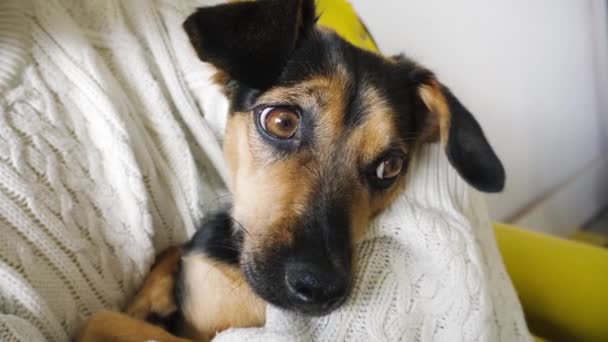 Fille étreignant chiot mignon. Petit chien assis sur des mains féminines. Soins des animaux . — Video