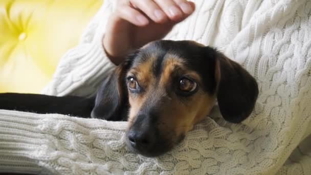 Sevimli köpeği okşadan kız. Kadın dizlerinin üzerinde yatan bir köpek. — Stok video