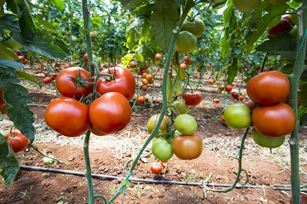 Tomatoes field, greenhouse agriculture