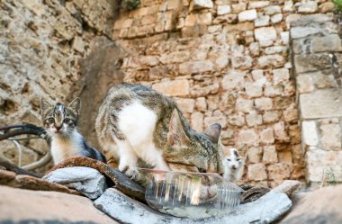 Yolunu yitirmek yavru kedi