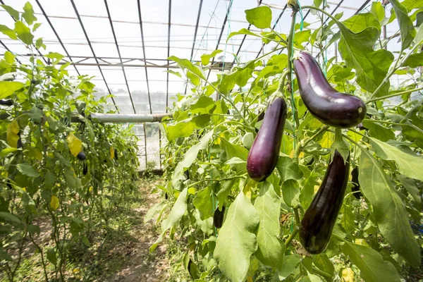 Patlıcan alan sera tarım