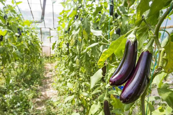 Padlizsán Mező Üvegházhatást Okozó Mezőgazdaság — Stock Fotó