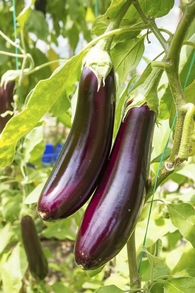 Äggplanta Fältet Växthus Jordbruk — Stockfoto