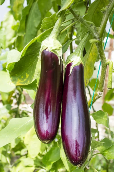 Eggplant Field Greenhouse Agriculture — Stock Photo, Image