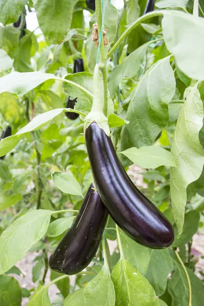 Eggplant Field Greenhouse Agriculture — Stock Photo, Image