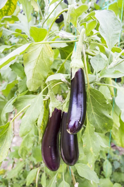 Aubergine Veld Landbouw Broeikasgassen — Stockfoto