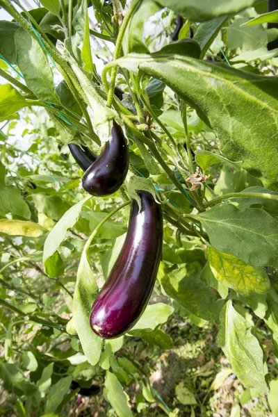 Padlizsán Mező Mezőgazdasági Üvegházhatást Okozó — Stock Fotó