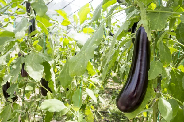 Campo Berenjenas Agricultura Invernadero — Foto de Stock