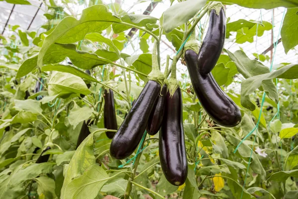 Eggplant Field Agriculture Greenhouse — Stock Photo, Image